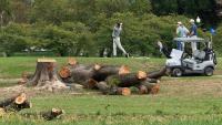 Judge Tears Into Trump Admin. for Cutting Down D.C. Trees: ‘Beyond Upset and Furious’