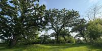 Wisconsin surpasses 54.7 million trees planted under Trillion Trees Pledge