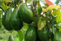 Tanzania eyes new export markets in avocado boom