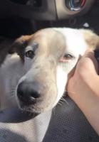 Petition challenges culling of stray dogs in the Cook Islands