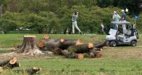 Judge chastises DOJ after 430 trees cut down at D.C. golf course