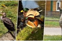 Unusual Birds Spotted in Minsk. Do They Need Human Help?