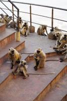 Highways Built for Monkeys