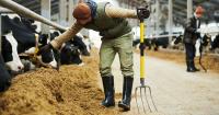 Northern Ireland dairy sector calls for investment and planning reform