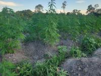 Police destroy cannabis farm at Wiruni