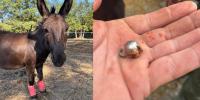 South Carolina hunter charged after pet donkey shot, killed