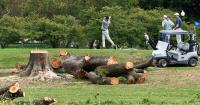 Judge tears into Trump administration for felling trees on D.C. golf course the president wants to remake