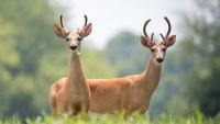 DNR urges southwest Michigan hunters to submit deer for CWD testing in 2026 season