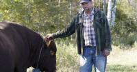 Are virtual fences ready for Michigan cattle farms? Early adopters in Reed City share praise
