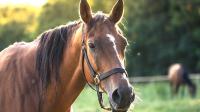 Attention horse owners: Pigeon fever on the rise in Oregon