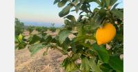 "Greek lemon volumes to increase from November 5"