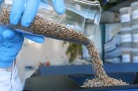 Russian agricultural quality centre tests wheat consignment for shipment to Libya by rail for first time