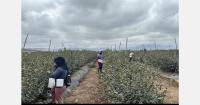 Peru's blueberry outlook weakens despite strong early-season exports