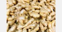 Indian ginger growers explore exports to Europe through Slovenia