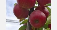 Freshly harvested fruit and vegetables show higher vitamin levels in Slovenian study