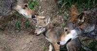 Nine Wolves, Six Conflicts, and a Difficult Wisconsin Decision