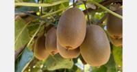 Chinese kiwi genetics introduced to South African growers