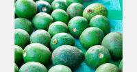 Spain has 24,758 hectares of avocados and 6,148 hectares of mangoes