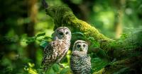 From leopards to pygmy owls: Sri Lankan photographer turns his lens to Oregon