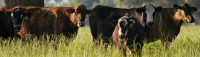 Fall Calving in Florida: Is It Right for Your Operation?