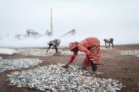 The Dirty Secret of Farmed Fish