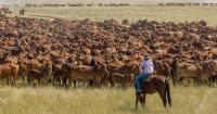 US carries the load as safeguards in Asia reshape Australia's beef exports