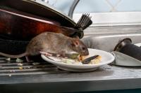Kentucky tenants say mice, mold, and years of repair delays pushed them to form a union