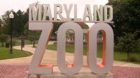 Baltimore Running Festival route features animal encounters at Maryland Zoo