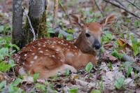 Massachusetts woman follows crying in the woods, finds 3rd orphaned fawn after mother deer is hit