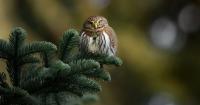 Oregon’s tiny pygmy owls are adorable little murder machines