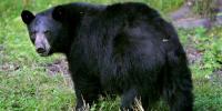 Bear found shot dead in Gatlinburg, Tennessee wildlife agency says