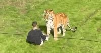 Tiger spared euthanasia after man enters enclosure and dies at UK wildlife park