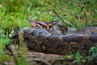 In India, activists track dance troupe for 5 days, rescue python used at Ganesh pandal