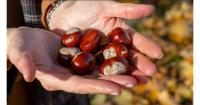 Greek chestnuts strengthen their presence in foreign markets