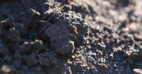 'Super pest' fire ant nest found in logistics warehouse