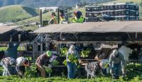 California hikes guest farmworker pay to $19.75, and growers say shoppers will pay