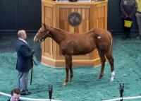 ‘People Covet A Nice New York-Bred’: Dornoch Colt Tops Fasig-Tipton Saratoga Fall Mixed Sale