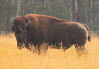 Research explores conservation challenges facing Saskatchewan’s free-roaming bison herd