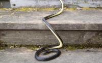 Arizona firefighters responded to 1,100 snake-related calls as summer heat drove snakes to homes
