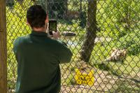 Man Dies After Entering Amur Tiger Enclosure at England's Yorkshire Wildlife Park as Police Urge Public Not to Share Videos