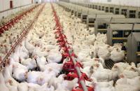 Tunisia maintains self-sufficiency in poultry production