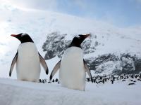 Researchers discover gentoo penguin is actually four distinct species