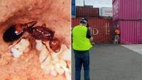 Authorities rush to exterminate nest of invasive fire ants found at Sydney logistics centre