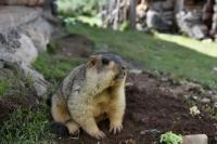 Public advisory on plague issued in Hulunbuir