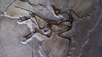 Scientists Say: Theropod