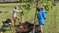 Undeveloped park in ‘Aiea blossoming into community space with tree planting