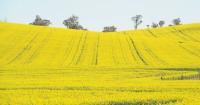 Record yields, biggest canola harvest on record: Australia's 63m tonne crop