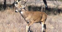 SD Wildlife Officials Offer Hunting License Refunds As Deer Disease Reports Persist