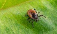 Florida man diagnosed with rare case of 'rabbit fever'... as insect-borne illnesses surge across the state