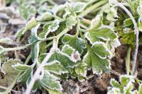 Why Parsley Can Keep Producing in Cooler Weather